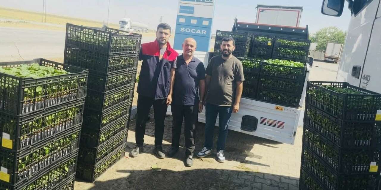 Cizre’de Çiftçilere Yüzde 75 Hibeli Fide Desteği