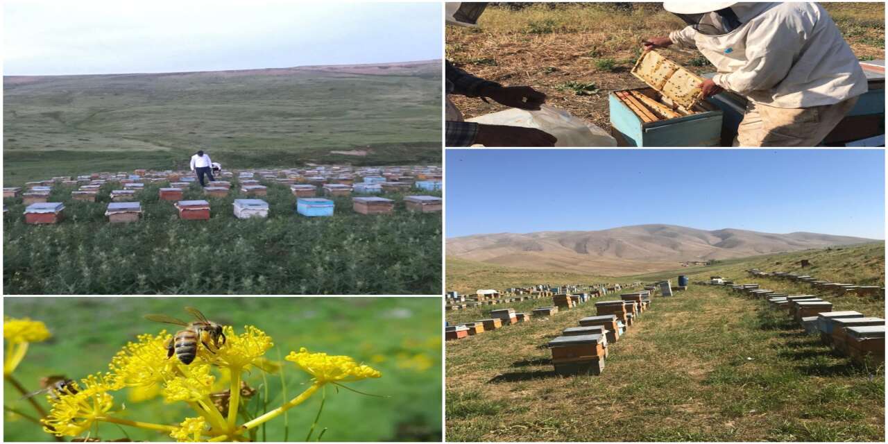 Şırnak’ın Zirvesinde Tatlı Mesai: Ünlü Faraşin Balı’nda Hasat Zamanı!
