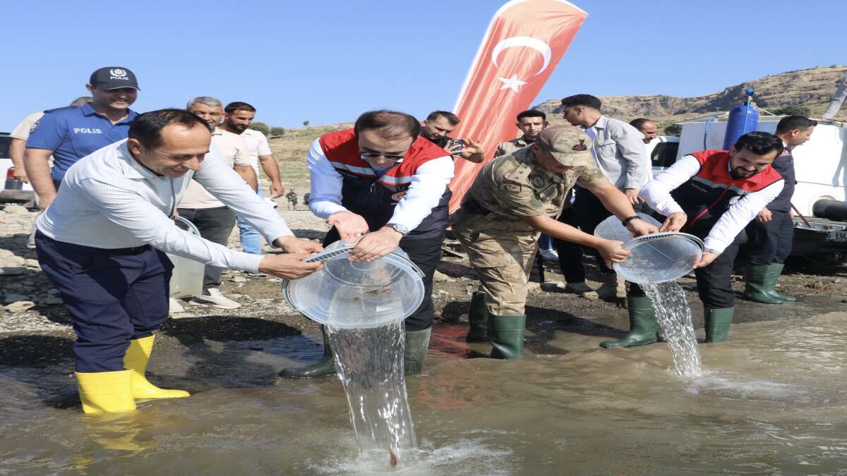 Şırnak Güçlükonak’ta Ilısu Baraj Gölü’ne 800 Bin Yavru Şabut Bırakıldı