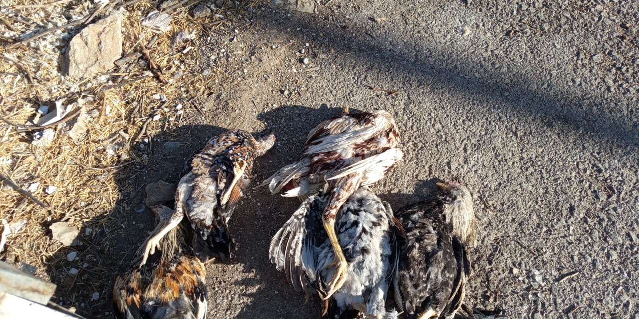 Şırnak’ta Sokak Köpekleri Kümese Girdi: 28 Tavuk Telef Oldu