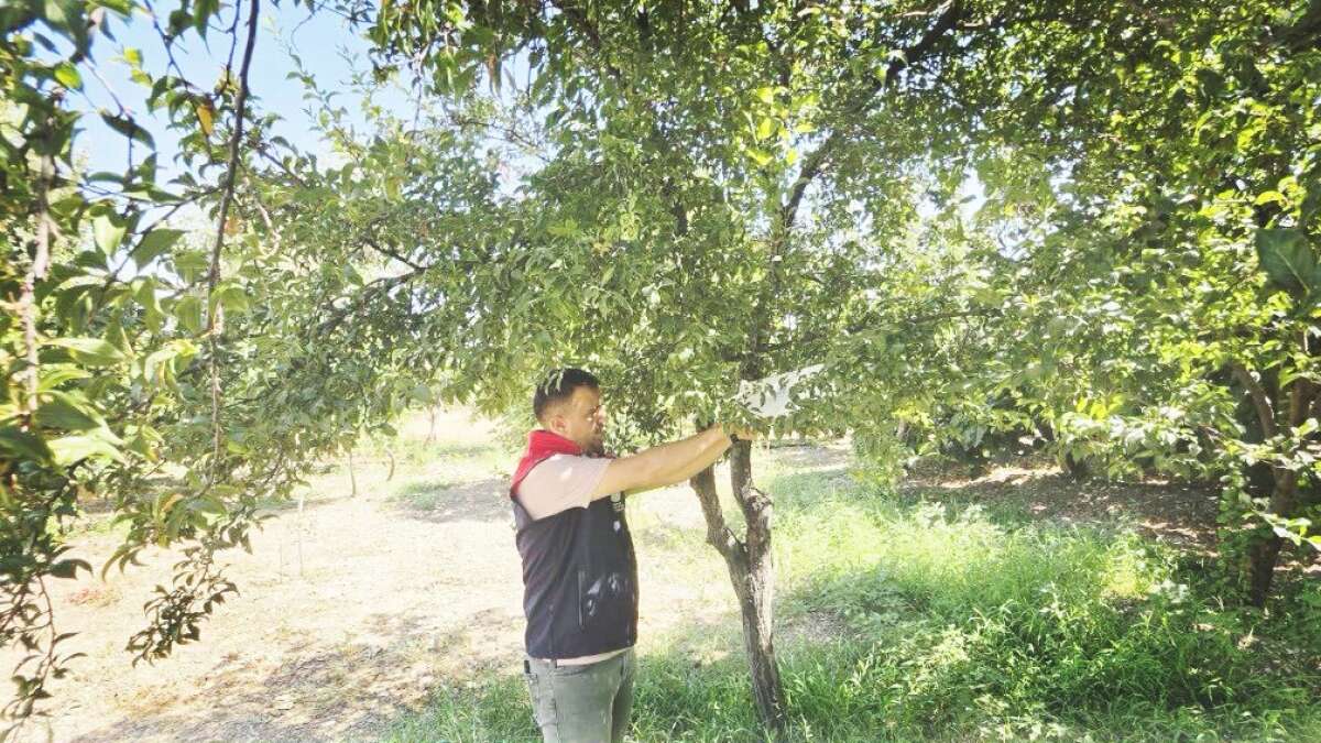 Şırnaklı Üreticiler Dikkat! Ürünleri Tarlada Yok Eden Zararlı İçin Saha Alarmı