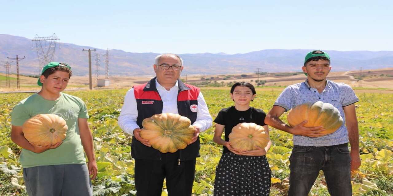Kabak hasadı başladı beklenti 4 bin ton