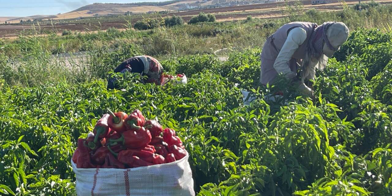 Suruç Ovası’nda İsotun acı yolculuğu başladı