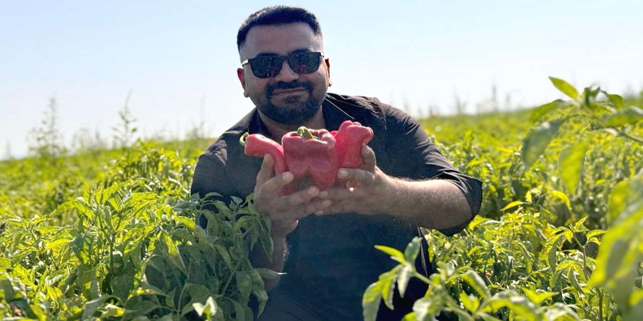 Şanlıurfa’da İsot Mesaisi Başladı! Tescilli Lezzetin Kilosu Tezgahta Ne Kadar?
