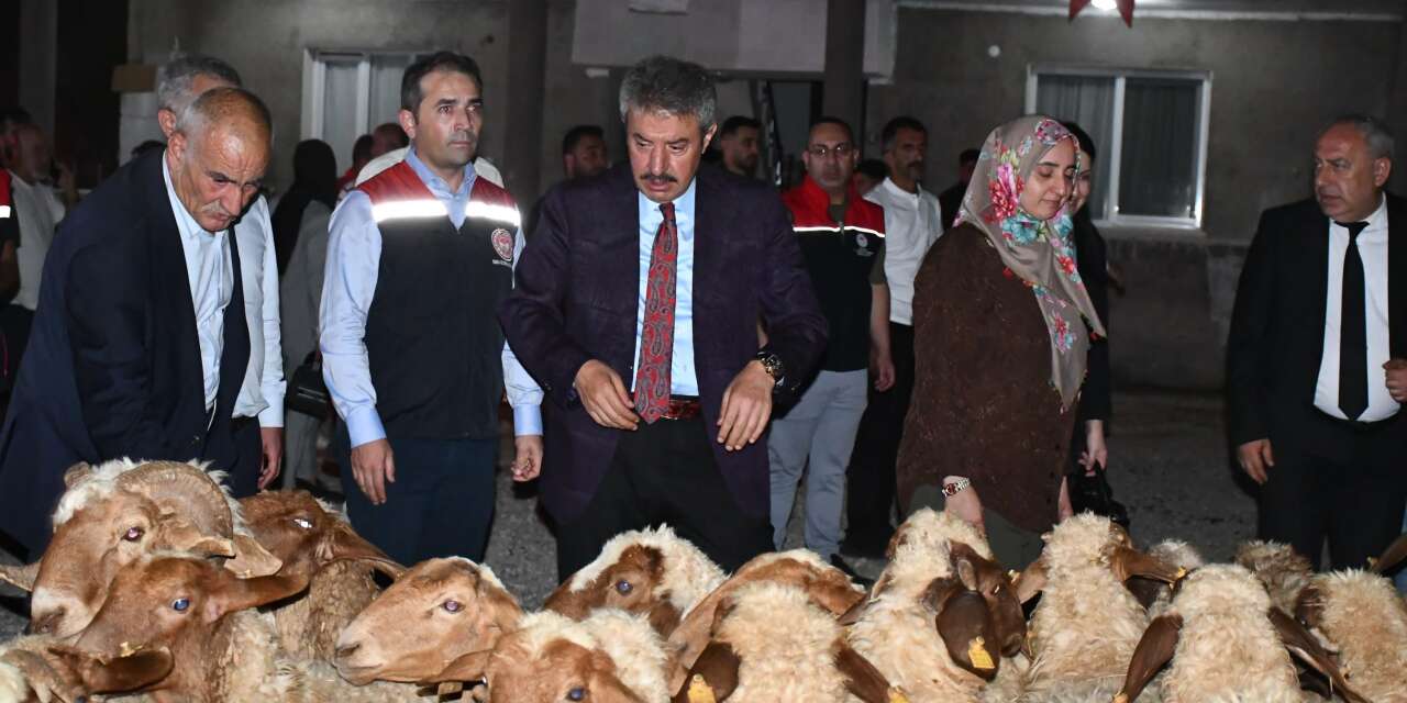 Cizre’de Kadın Çiftçiye 100 Adet Küçükbaş Hayvan Desteği