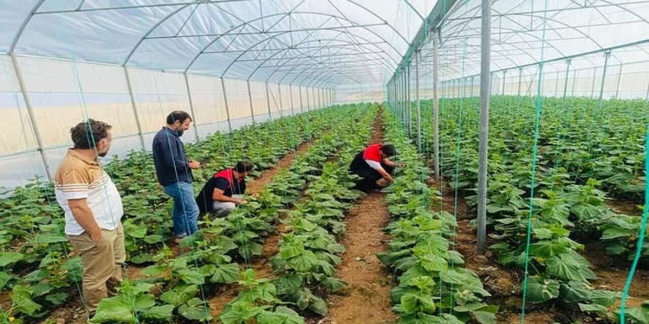 Cizre’de İlçe Tarım Müdürlüğü’nden Çiftçilere Sera Denetimi ve Eğitimi