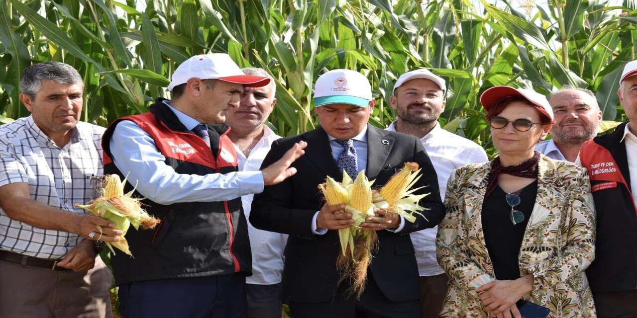 Çiftçilerin Mısır Hasadı Sevinci: Dekardan 7 Ton Verim Elde Ediliyor!