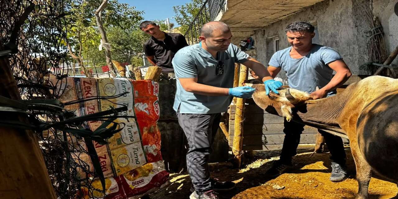 Şırnak’ta Hayvanlara Aşılama ve Küpeleme Çalışmaları Sürüyor