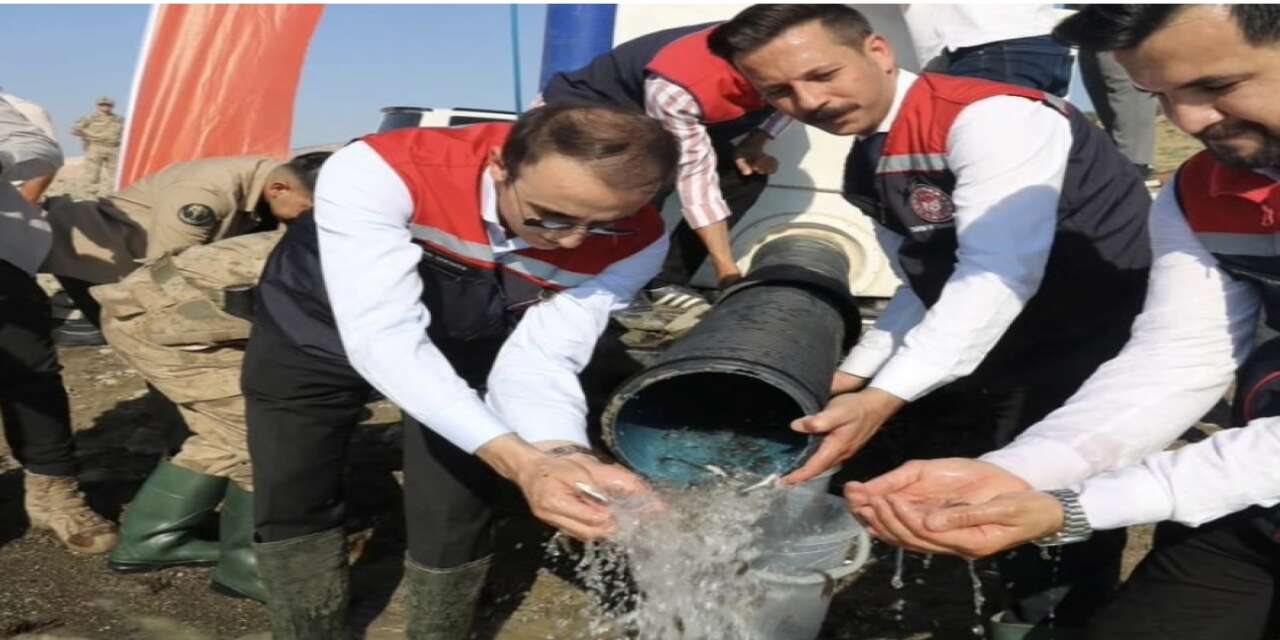 Şırnak’ta Ilısu Baraj Gölü’ne 800 Bin Şabut Yavrusu Bırakıldı