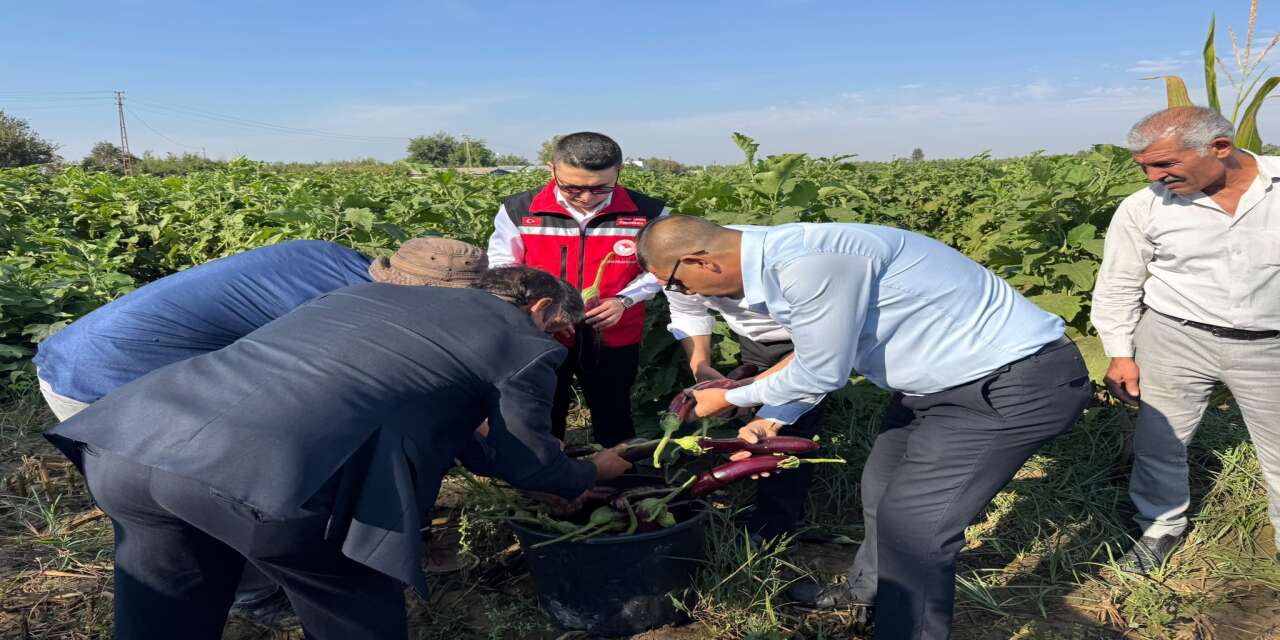 Birecik'te Festival Heyecanı Tescilli Patlıcan Hasadıyla Başladı