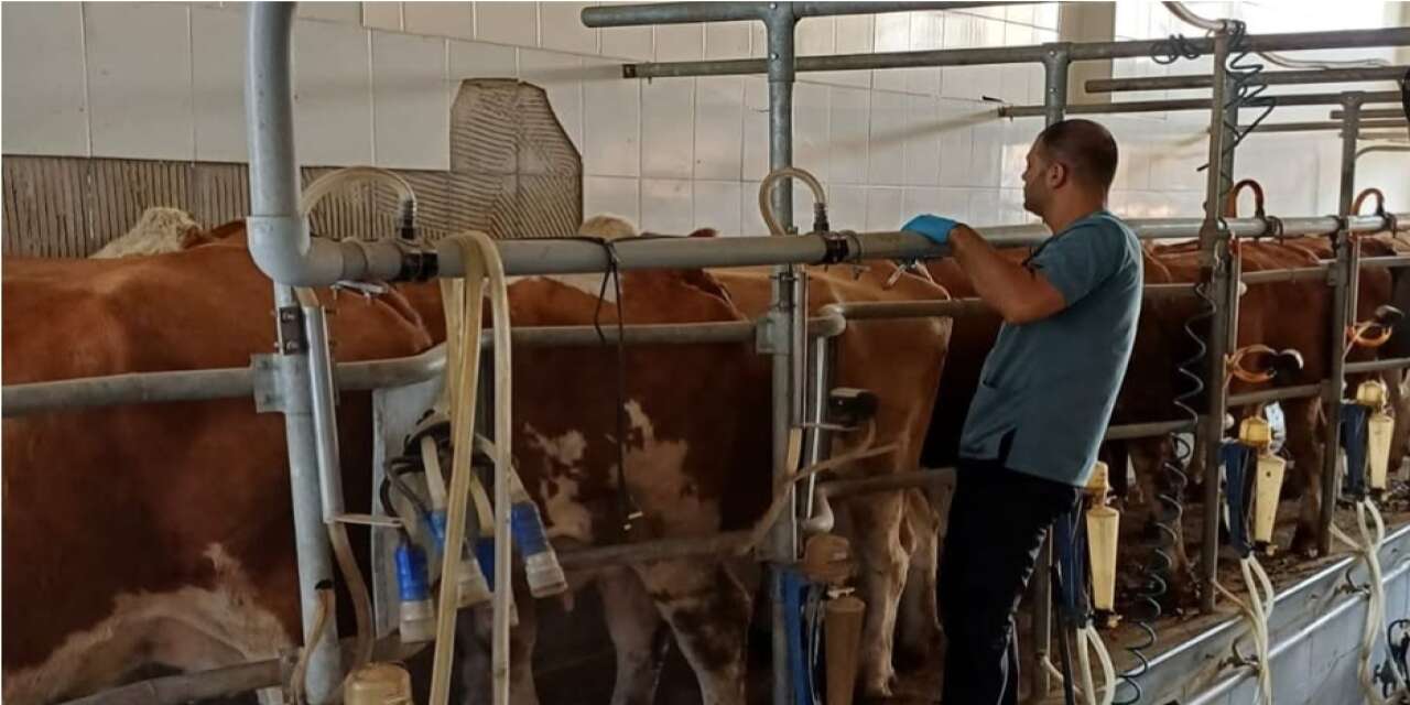 Şırnak’ta Aşılama Ve Küpeleme Çalışmaları Devam Ediyor