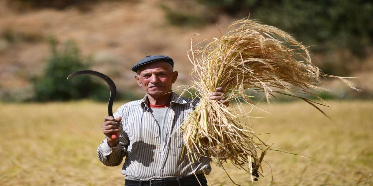 250 Yıllık Ata Tohumu Çeltik Hasadı Başladı: Teknoloji Yok, İmece Var!