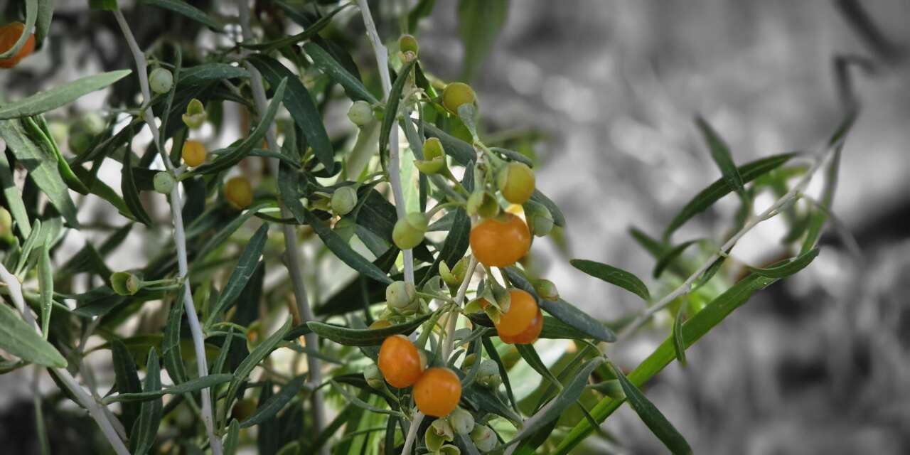 Bitlis'te Çin Mucizesi: Binyıllık Şifa Kaynağı Goji Berry Van Gölü Sahilinde Yetiştirildi!