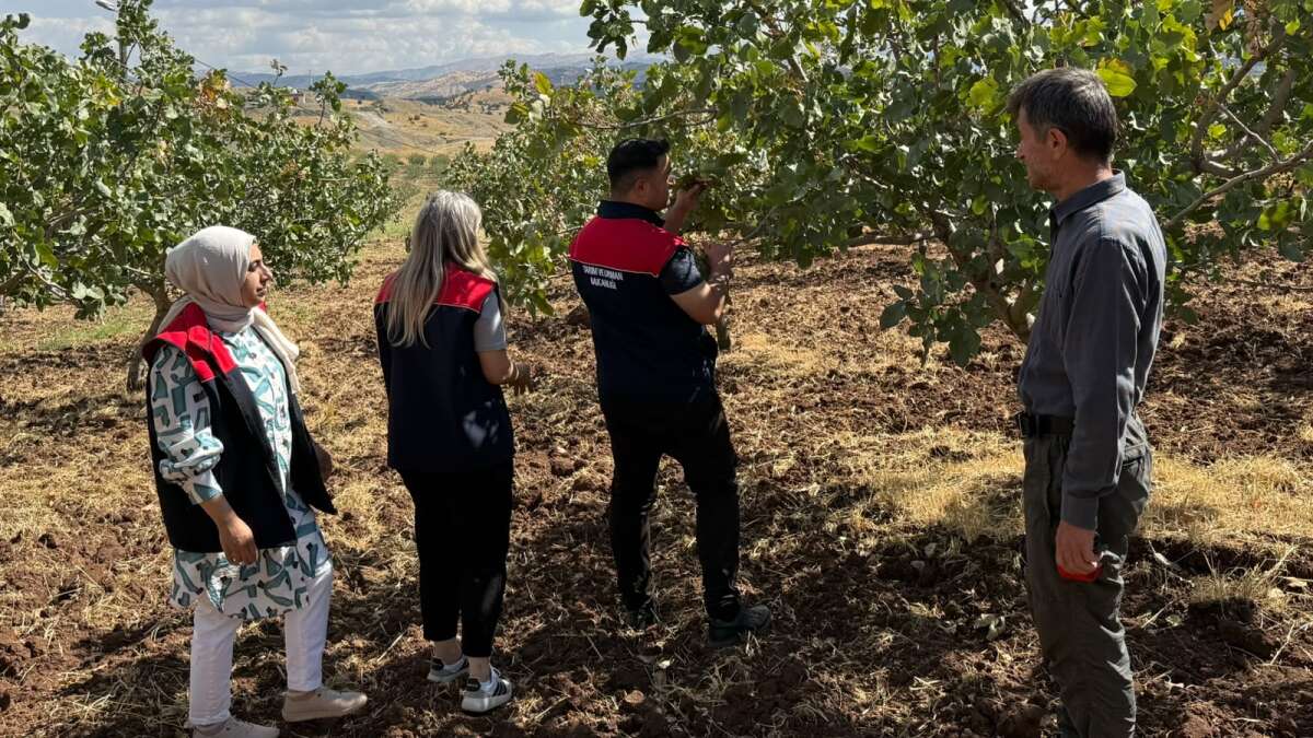 Şırnak'ta Antep Fıstığında Rekolte Çalışması Tamamlandı