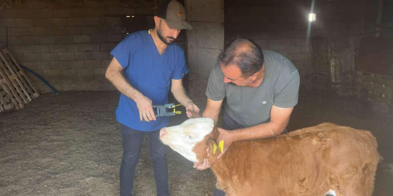 Cizre’de Büyükbaş Hayvanlara Küpeleme ve Aşılama Calışması