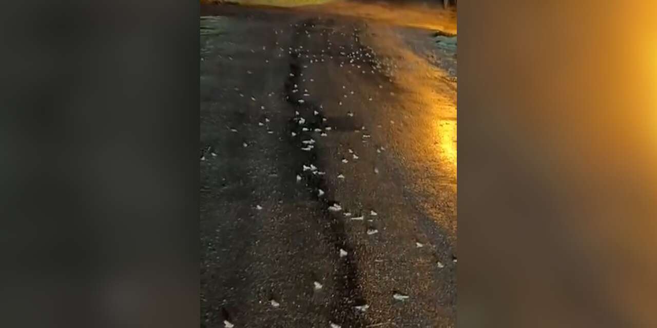 Karayolunu Kurbağalar Bastı!