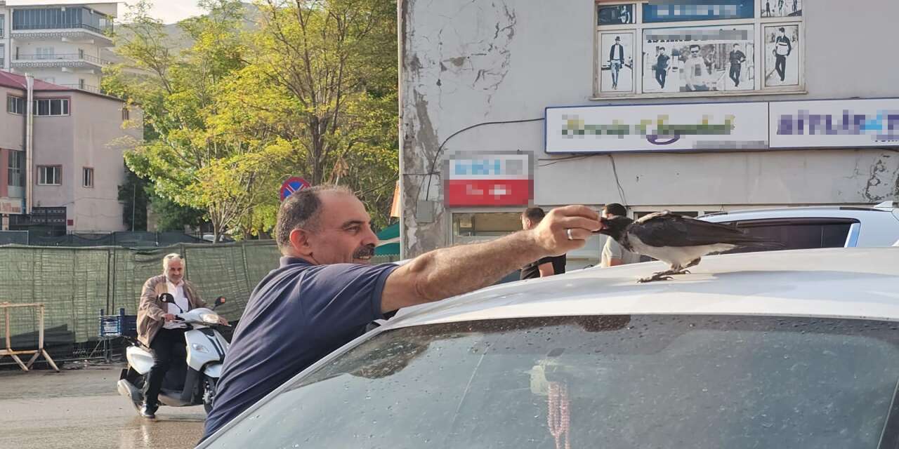 Bitlis'te İnsan ile Hayvan Arasındaki Isıtan Bağ: Hasta Bulduğu Karga Kasap Dükkânının Maskotu Oldu!