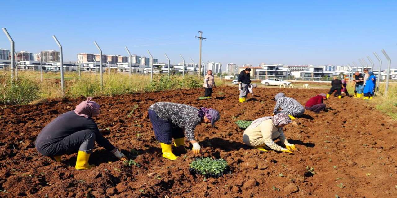 Diyarbakır’da 14 Kadın Toprağa Hayat Veriyor! Kent Bostanında Kışlık Mesaisi Başladı