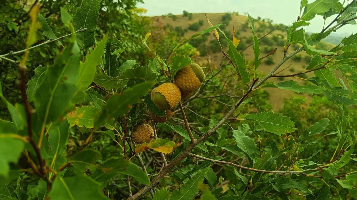 Şırnak’ta Toplanıyor! Bir Zamanlar Sofraların da Misafiriydi