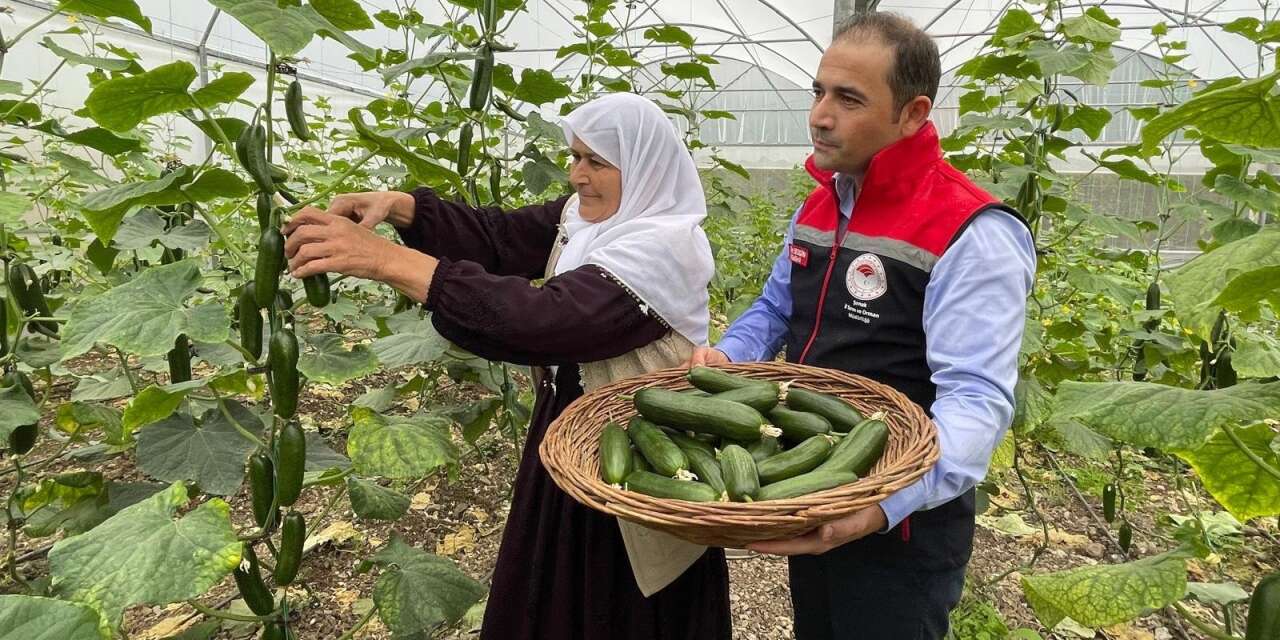 Şırnak'ta İl Tarım Müdürü Sezgin serada kadın çiftçilerle hasat yaptı