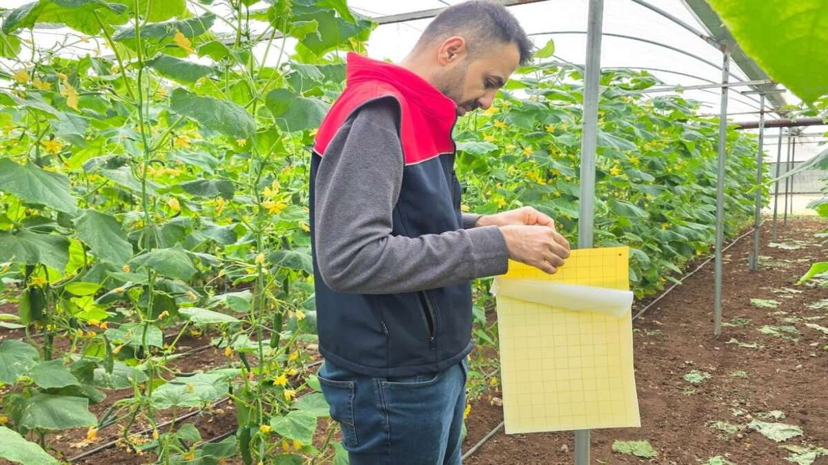 Şırnak'ta Kimyasal İlaçsız Üretim İçin Yapışkan Tuzak Dönemi Başladı!