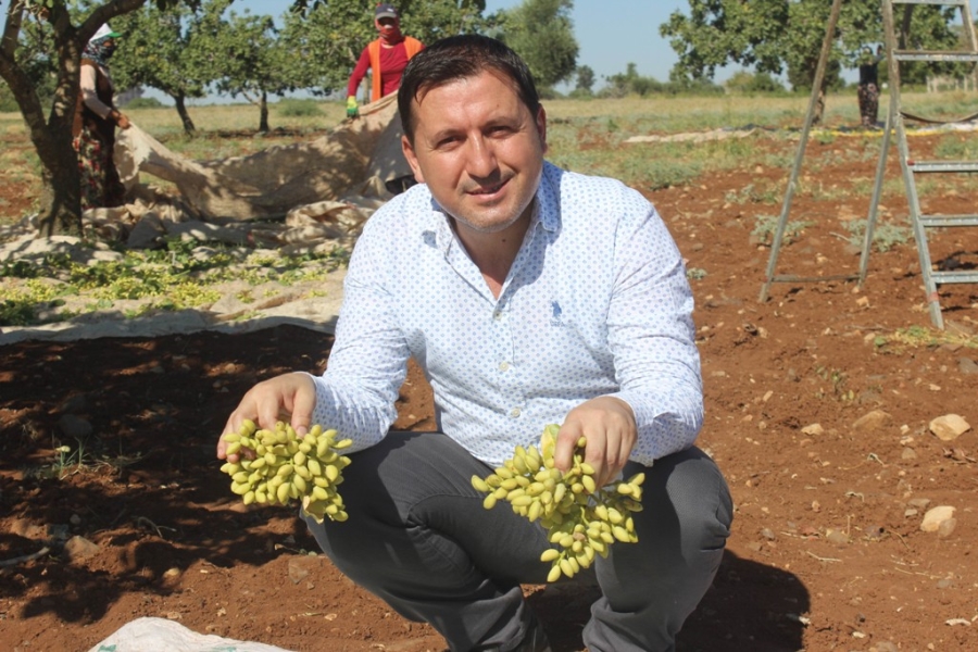 Kilis’te 'Boz' fıstık hasadı başladı