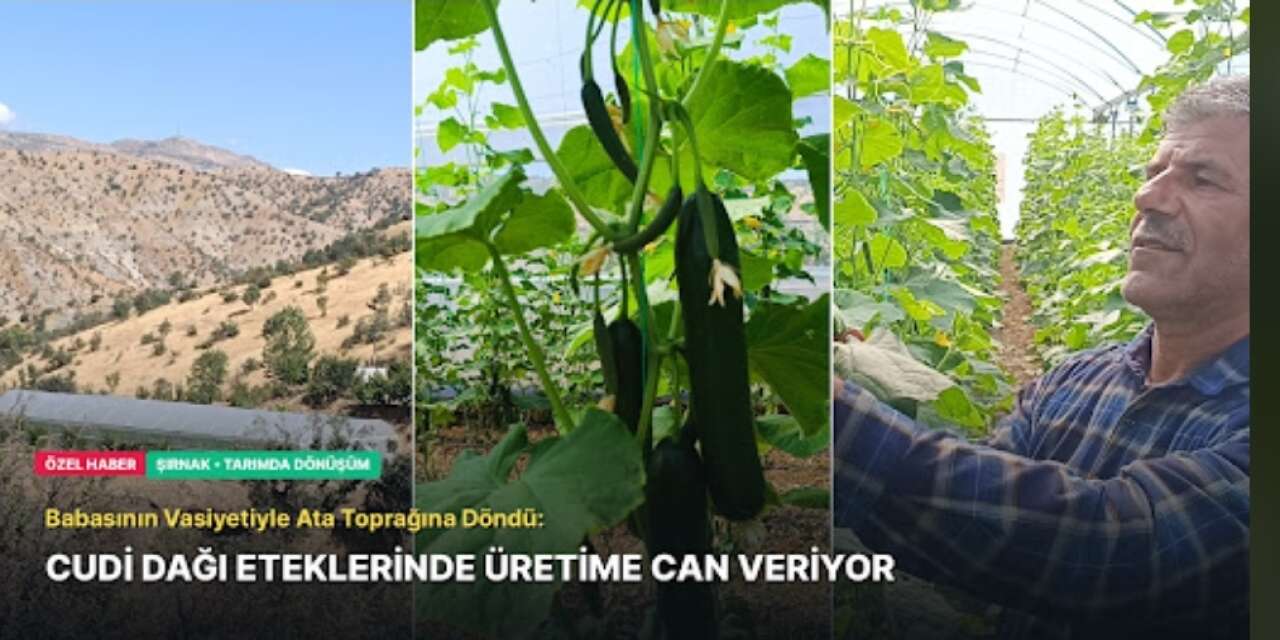 Babasının Vasiyetiyle Ata Toprağına Döndü: Cudi Dağı Eteklerinde Üretime Can Veriyor