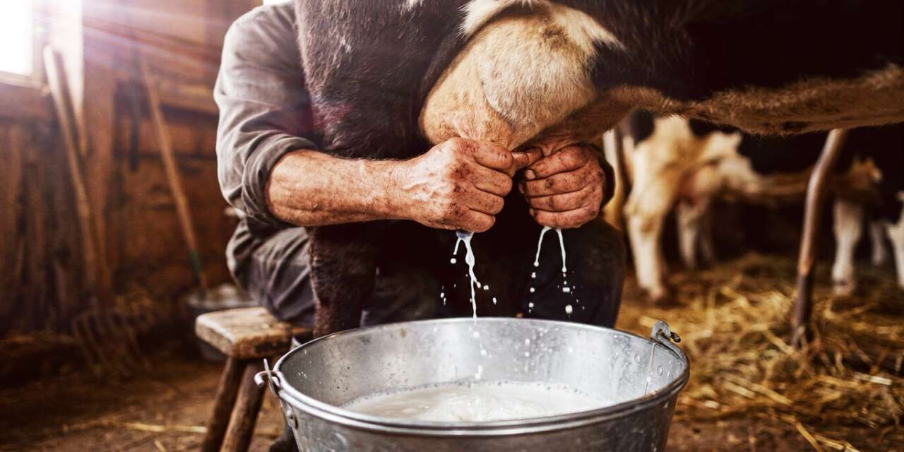 “Sütümü Sağıyorum, Paramı Kazanıyorum” Projesi İçin Başvurular Başladı