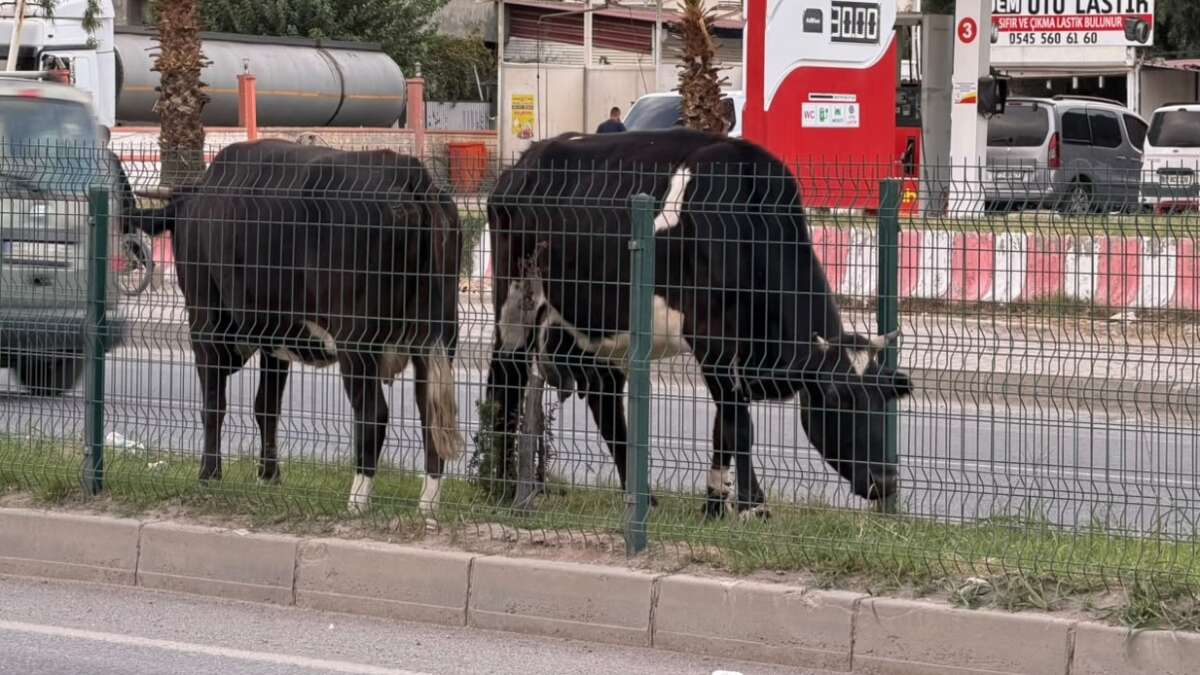 Silopi’de İnekler Yeniden Caddelere Çıktı: Orta Refüjde Otladılar!