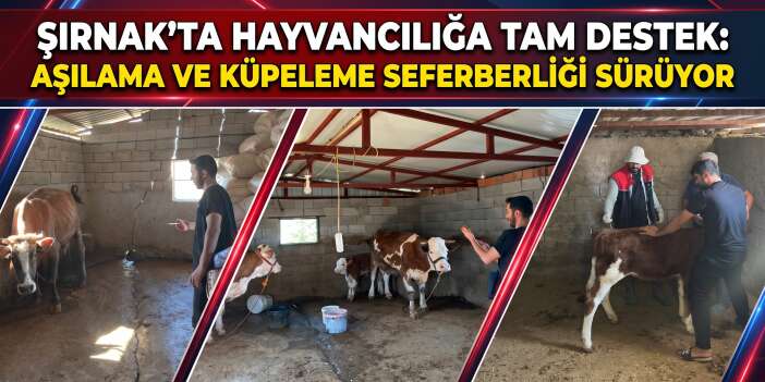 Şırnak'ta Hayvancılığa Tam Destek: Aşılama ve Küpeleme Seferberliği Sürüyor