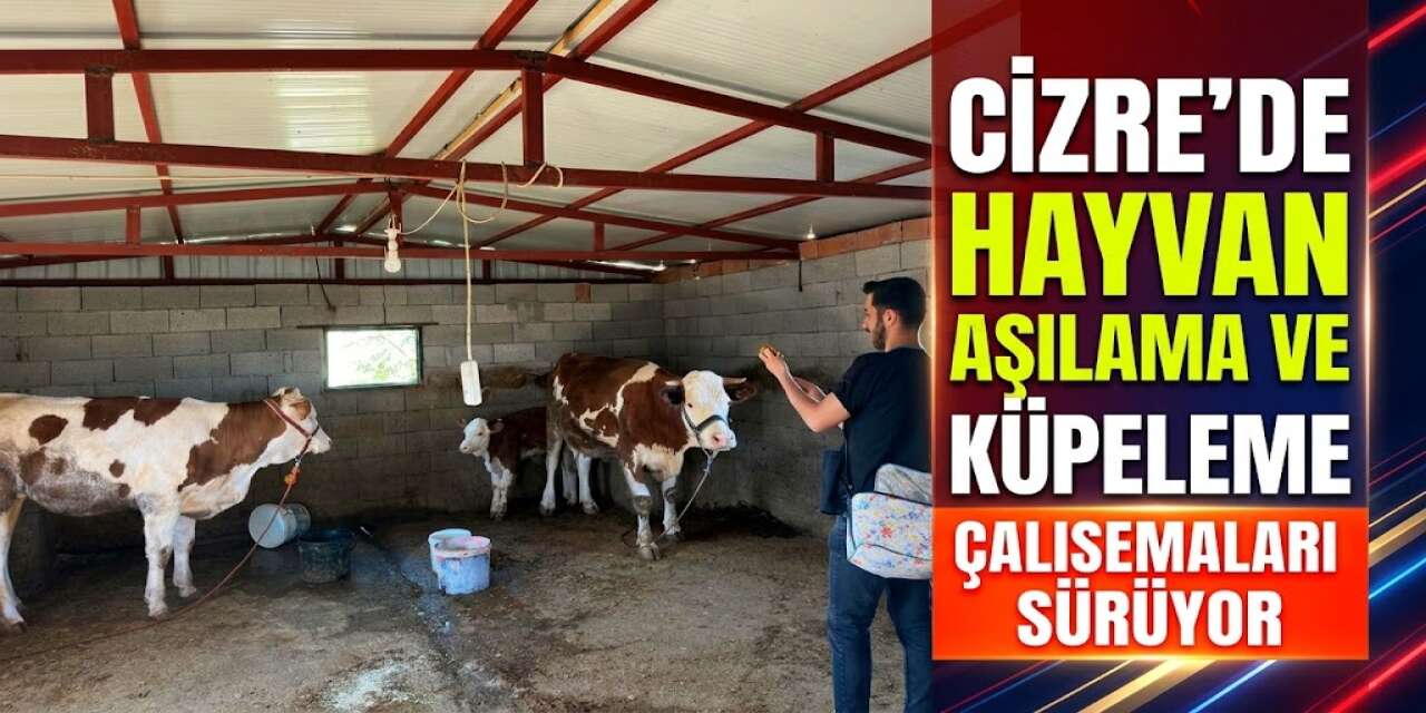 Cizre’de Hayvan Aşılama Ve Küpeleme Çalışmaları Sürüyor