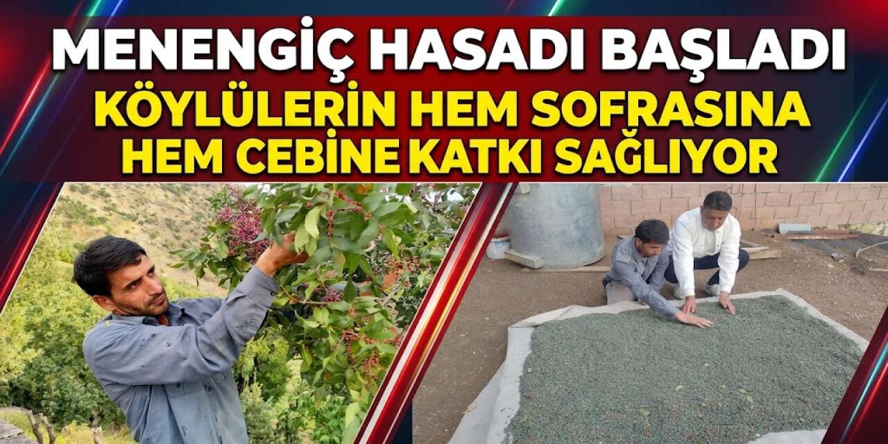 Menengiç Hasadı Başladı: Köylülerin Hem Sofrasına Hem Cebine Katkı Sağlıyor