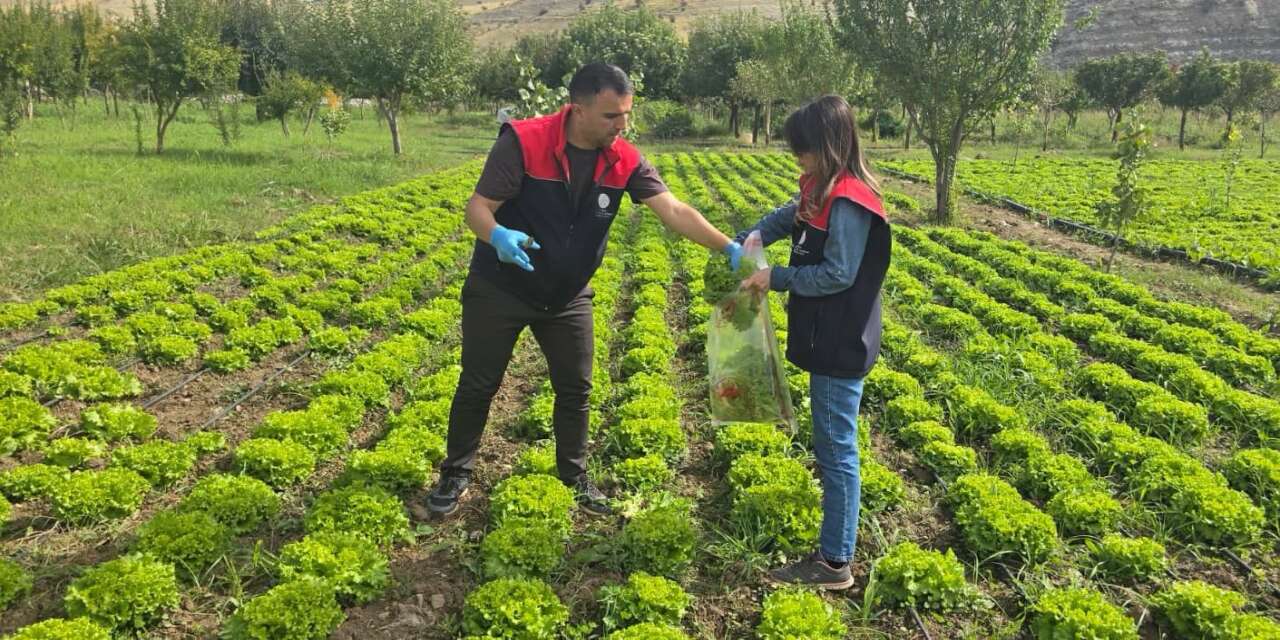 Şırnak’ta Hasat Öncesi Pestisit Denetimleri Tamamlandı