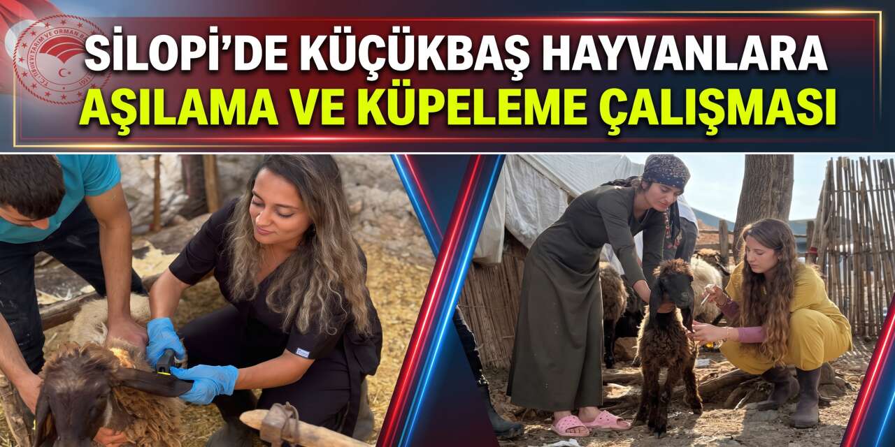 Silopi’de Küçükbaş Hayvanlara Aşılama ve Küpeleme Çalışması