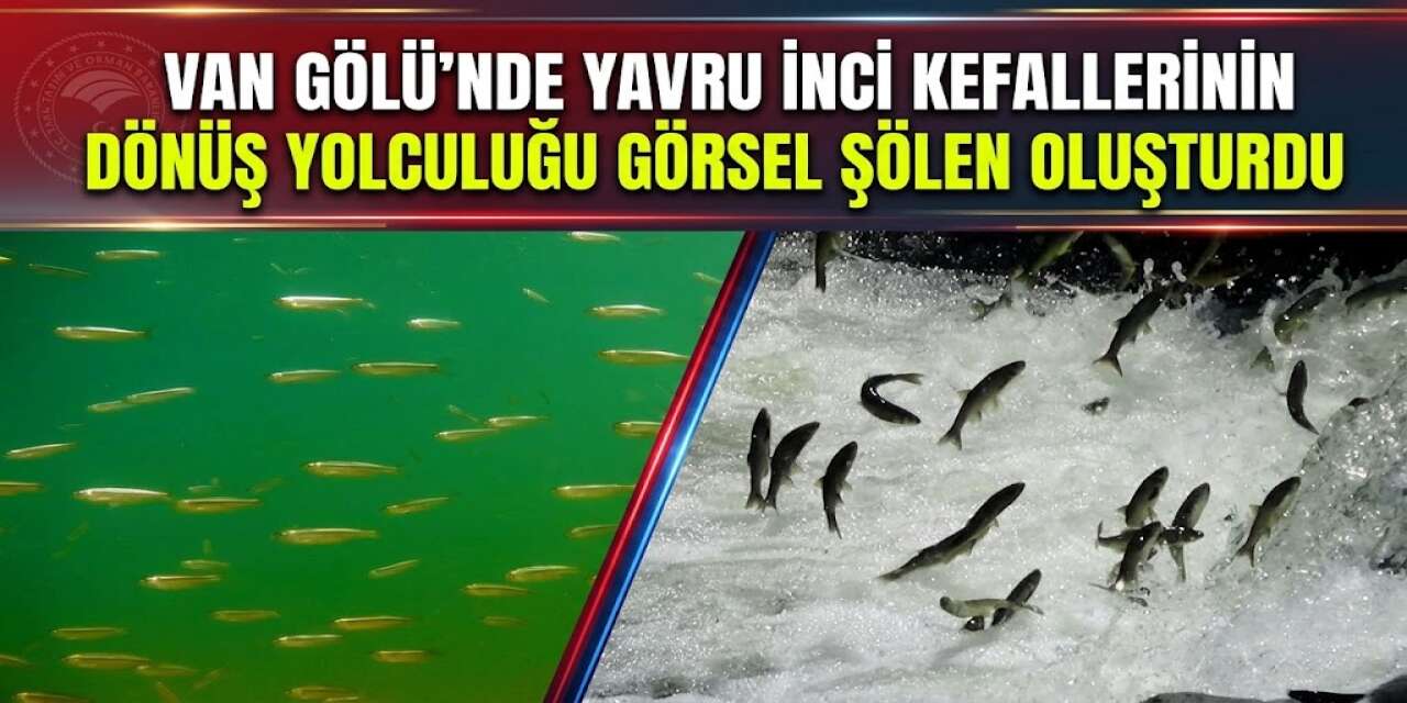 Van Gölü’nde Yavru İnci Kefallerinin Dönüş Yolculuğu Görsel Şölen Oluşturdu
