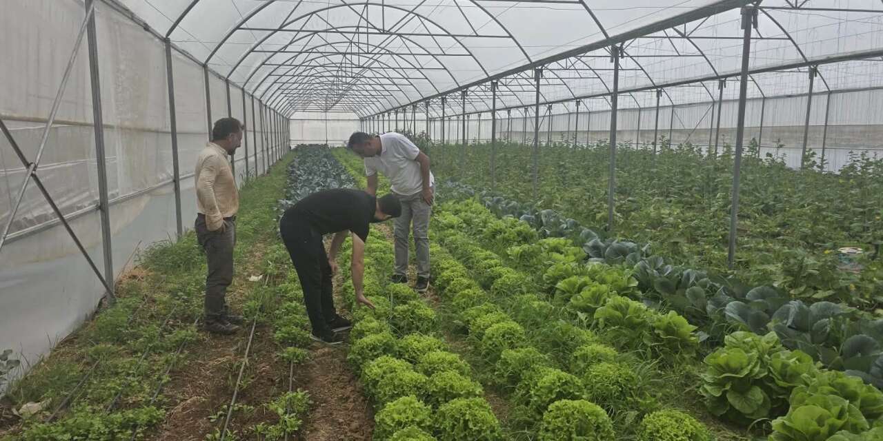 Cizre’de Örtü Altı Yetiştiriciliğine Devlet Eli