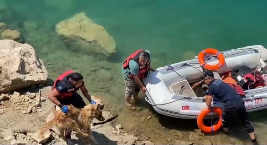 Batman’da baraj göletine düşen köpek bot yardımıyla kurtarıldı