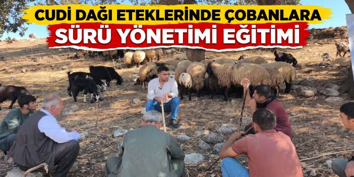 Cudi Dağı Eteklerinde Çobanlara Sürü Yönetimi Eğitimi