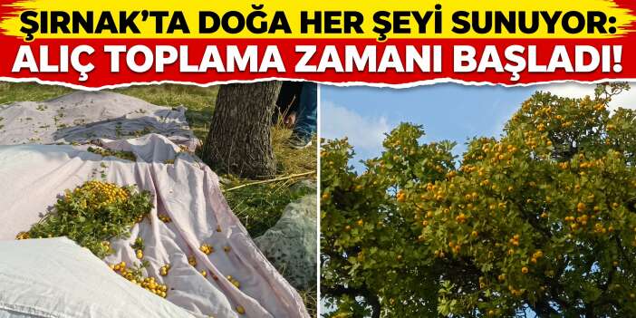 Şırnak’ta Doğa Her Şeyi Sunuyor: Alıç Toplama Zamanı Başladı!