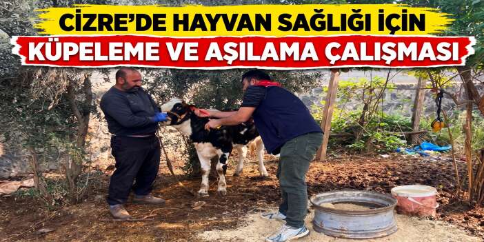 Cizre’de Hayvan Sağlığı İçin Küpeleme ve Aşılama Çalışması