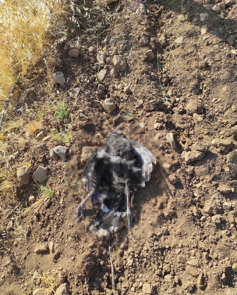 Kümese dadanan tilki 16 hindiyi telef etti