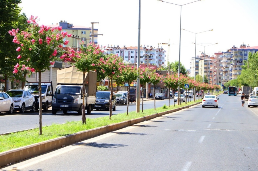 Diyarbakır’da Caddelere 2 Bin Oya Ağacı Dikildi  