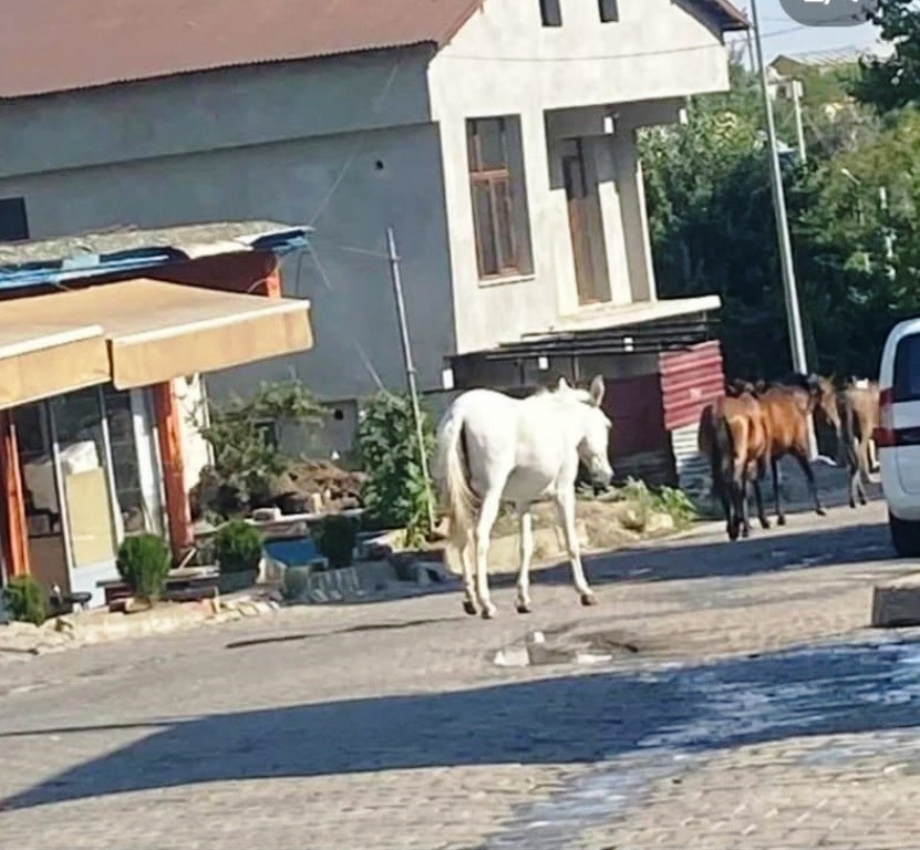 Kulp’ta Başıboş Dolaşan Atlar İlçe Merkezine İndi  