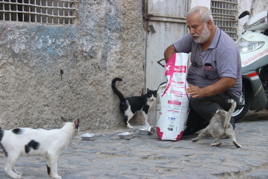 Diyarbakır’da Sokak Hayvanlarına Destek: Günde 3 Bin Hayvana Mama Dağıtılıyor  