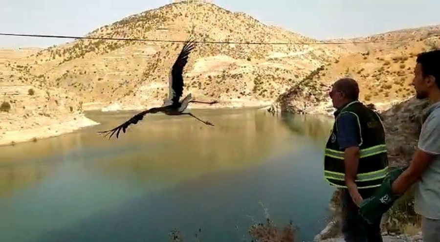 Siirt'te Tedavi Edilen Leylek Doğaya Salındı  