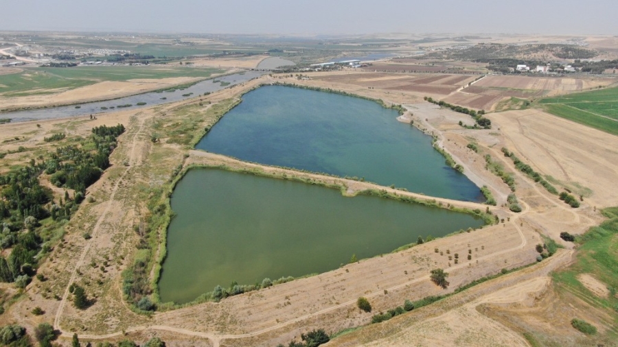 Diyarbakır’da Su Kaynaklarına 2 Milyon 904 Bin Sazan Balığı Bırakıldı  