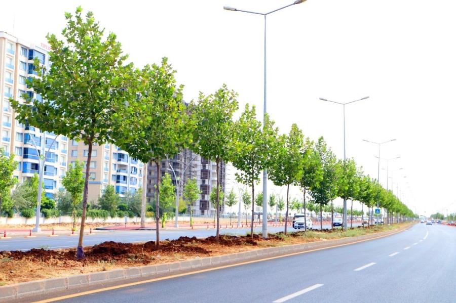 Diyarbakır’da Mezopotamya Bulvarına 528 çınar ağacı dikildi  