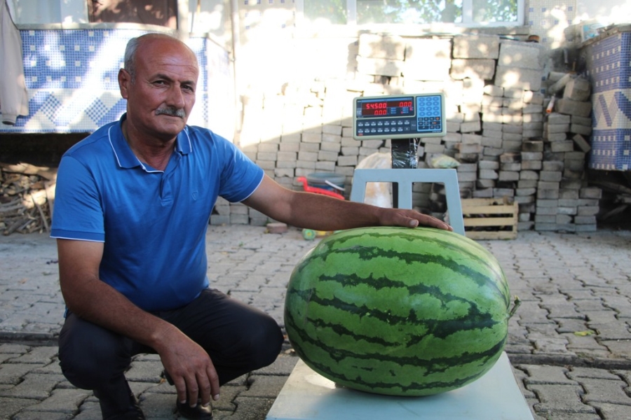 Batmanlı çiftçi yetiştirdiği 53 kilo 300 gramlık karpuzuyla Diyarbakır’a rakip oldu  