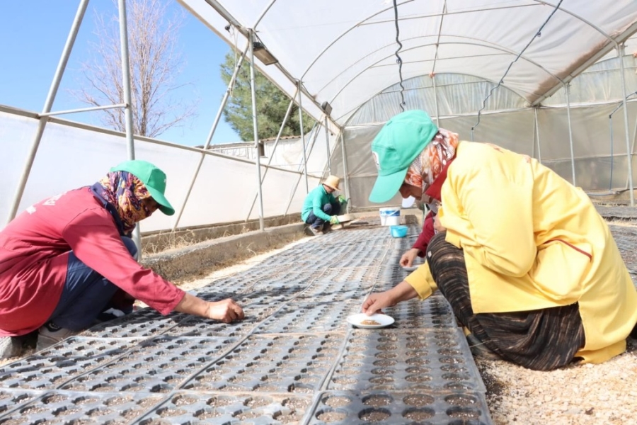 Kızıltepe'de kış mevsimi için 50 bin çiçek tohumu toprakla buluştu  