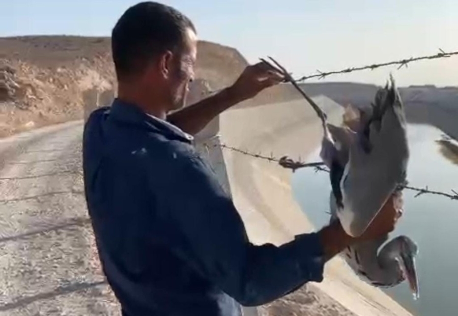 Dikenli tele takılan balıkçıl kuş kurtarıldı  
